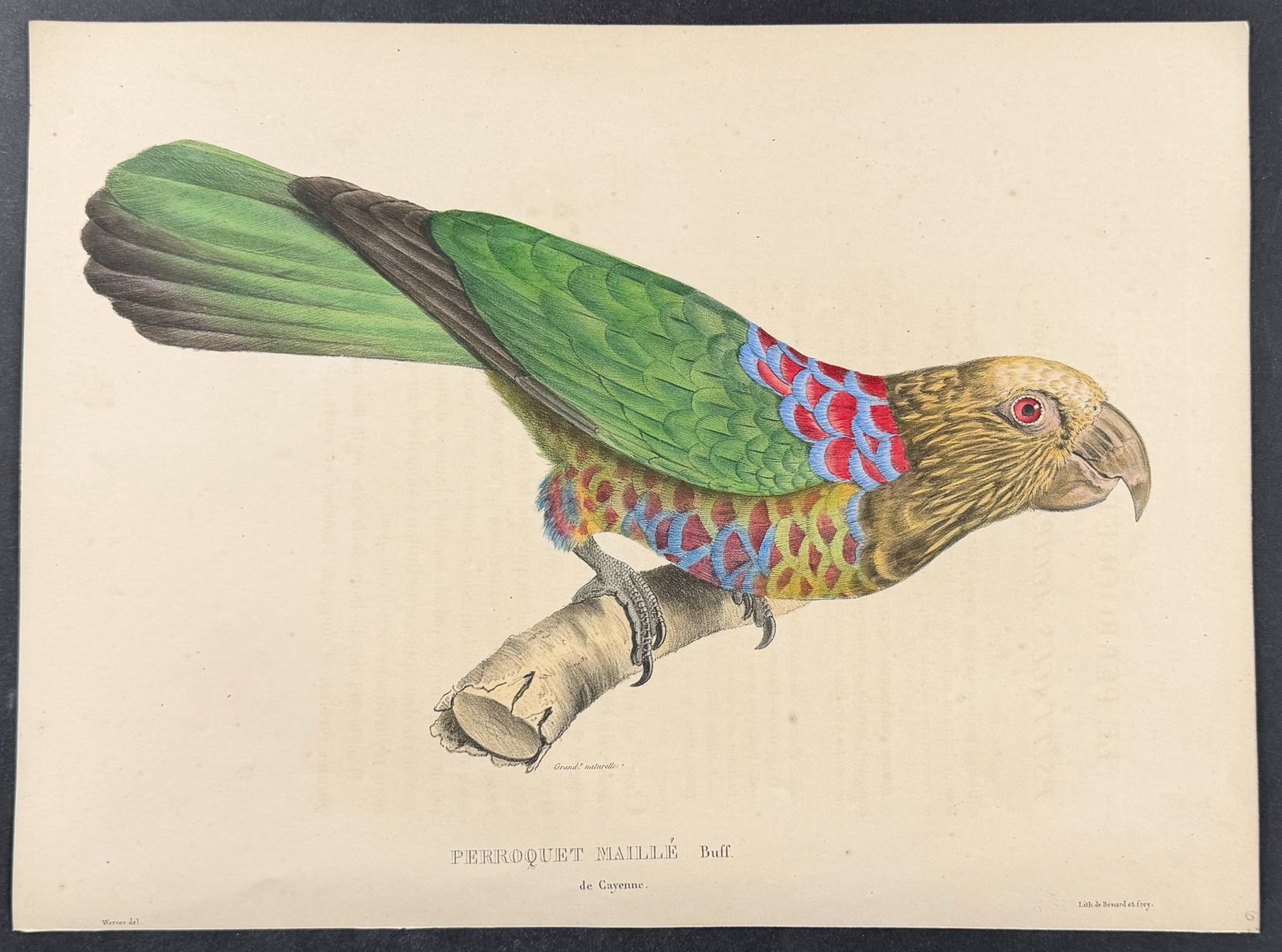 Bourjot Saint-Hilaire - Hooded or Crested Parrot [Perroquet Maille de Cayenne]: This lovely originally hand-colored lithograph is from Alexandre Bourjot Saint-Hilaire's Histoire Naturelle des Perroquets or Natural History of Parrots. It was published between 1835 to 1839 by F. G.