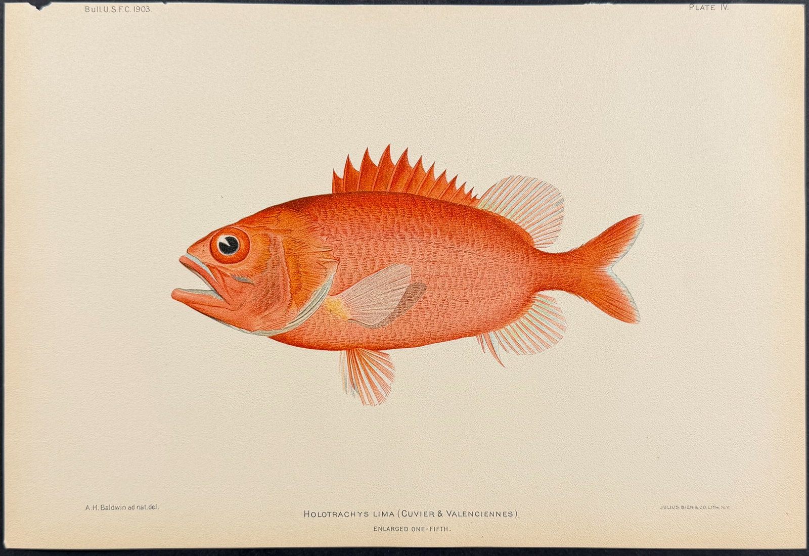 Bien, Hawaii - U'u or Crimson or Pincone Soldierfish [Myripristis Murdjan]: This colorful fish chromolithograph is from Julius Bien, David Starr Jordan & Barton Warren Evermann's The Aquatic Resources of the Hawaiian Islands (also issued as Bulletin of the United States Fish 
