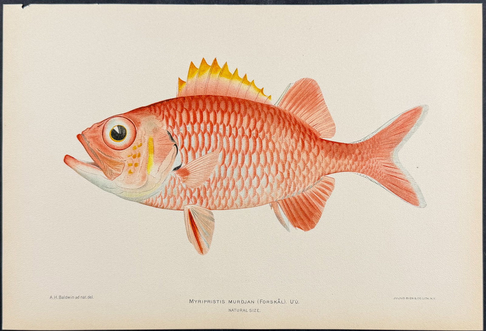 Bien, Hawaii - Jenkin's Scorpionfish [Scorpaenopsis Cacopsis]: This colorful fish chromolithograph is from Julius Bien, David Starr Jordan & Barton Warren Evermann's The Aquatic Resources of the Hawaiian Islands (also issued as Bulletin of the United States Fish 