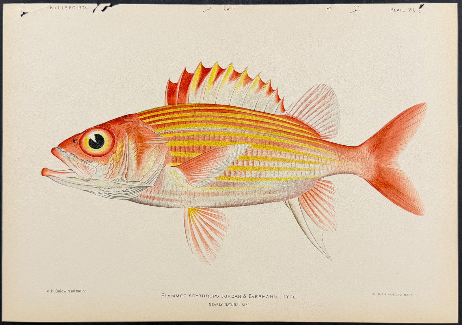 Bien, Hawaii - Roughscale or Shy Soldierfish [Holotrachys Lima]: This colorful fish chromolithograph is from Julius Bien, David Starr Jordan & Barton Warren Evermann's The Aquatic Resources of the Hawaiian Islands (also issued as Bulletin of the United States Fish 