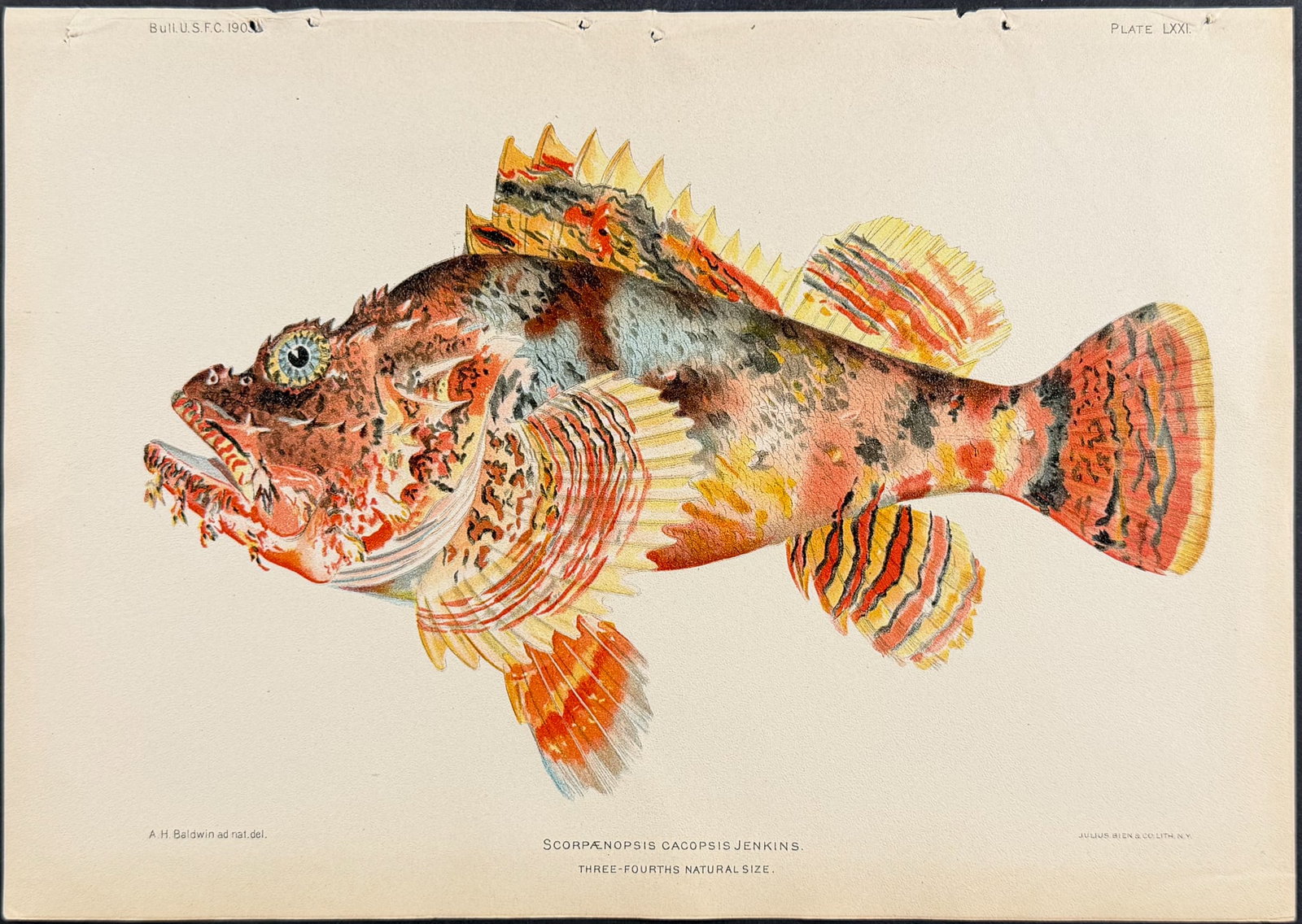 Bien, Hawaii - Yellowish Squirrelfish [Flammeo Scythrops]: This colorful fish chromolithograph is from Julius Bien, David Starr Jordan & Barton Warren Evermann's The Aquatic Resources of the Hawaiian Islands (also issued as Bulletin of the United States Fish 