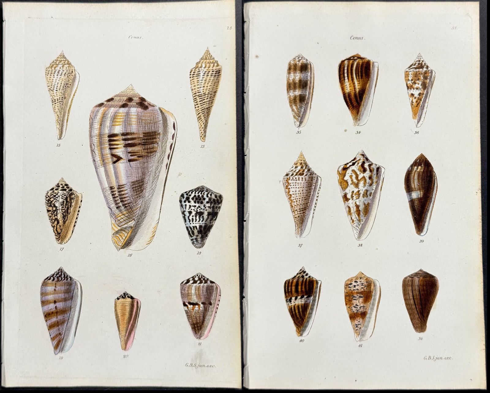 Sowerby - 6 Shell Engravings: This rare, originally hand-colored shell engraving is from George Brettingham Sowerby's The Conchological Illustrations. The work was published by G. B. Sowerby in London between 1832 and 1841. The im