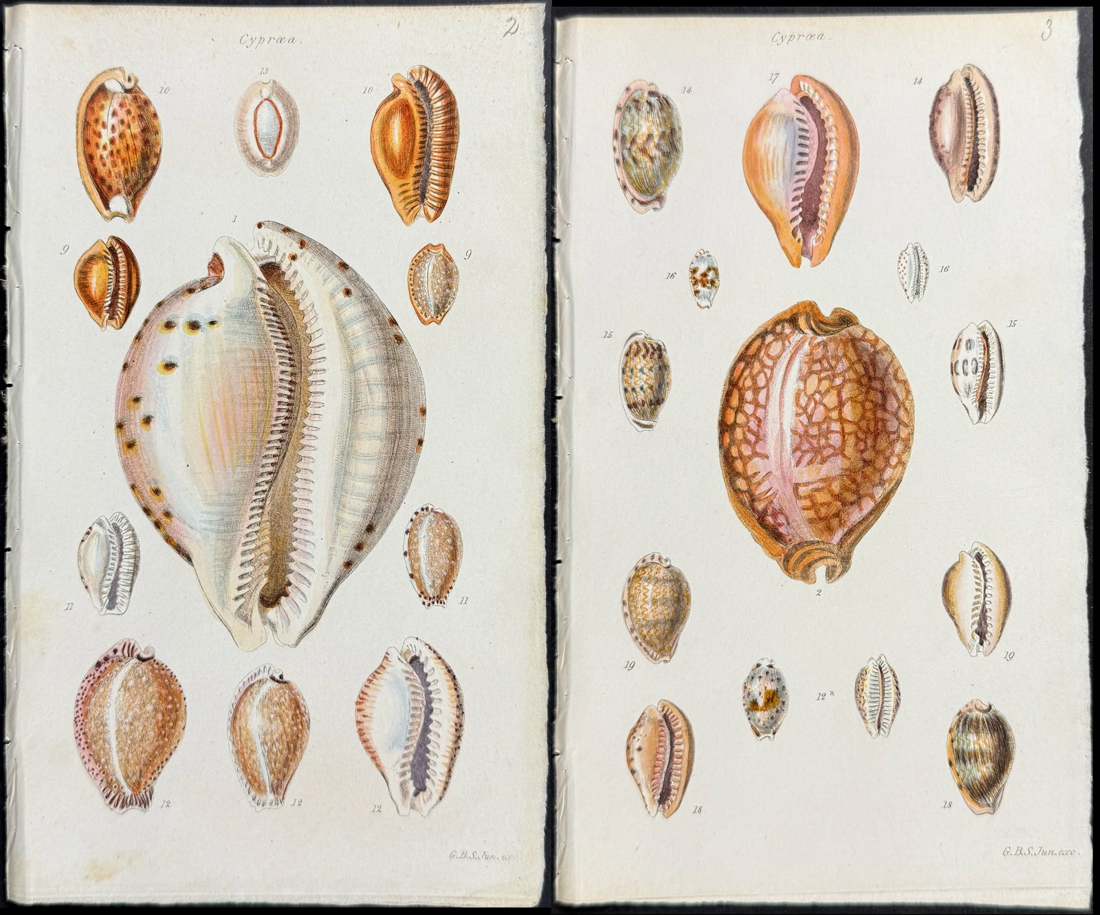 Sowerby - 6 Shell Engravings: This rare, originally hand-colored shell engraving is from George Brettingham Sowerby's The Conchological Illustrations. The work was published by G. B. Sowerby in London between 1832 and 1841. The im