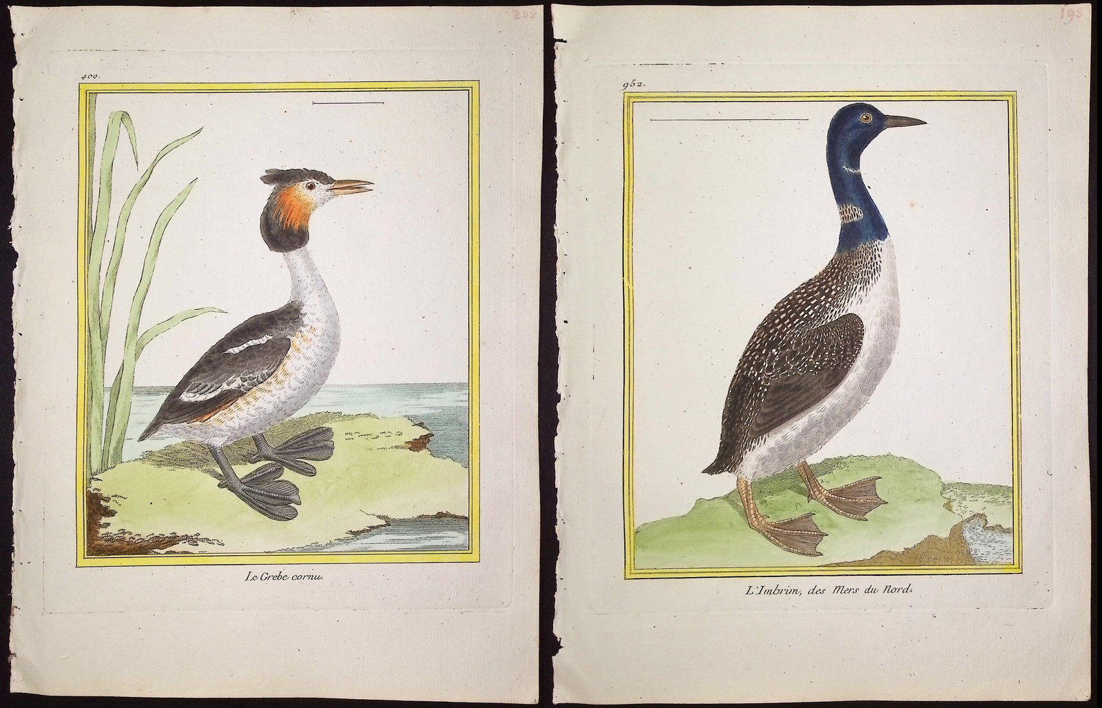 Martinet & Buffon - 6 Water or Shore Bird Engravings: This originally hand-colored engraving is from Georges-Louis Leclerc de Buffon & Francois-Nicolas Martinet's work entitled "Histoire Naturelle des Oiseaux". It was published in Paris by Imprimerie Roy