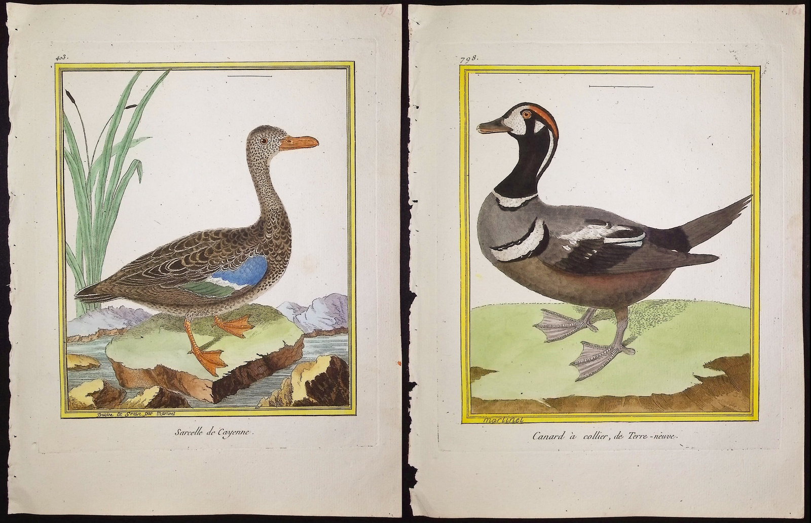 Martinet & Buffon - 21 Duck, Water, or Shore Bird Engravings: This originally hand-colored engraving is from Georges-Louis Leclerc de Buffon & Francois-Nicolas Martinet's work entitled "Histoire Naturelle des Oiseaux". It was published in Paris by Imprimerie Roy