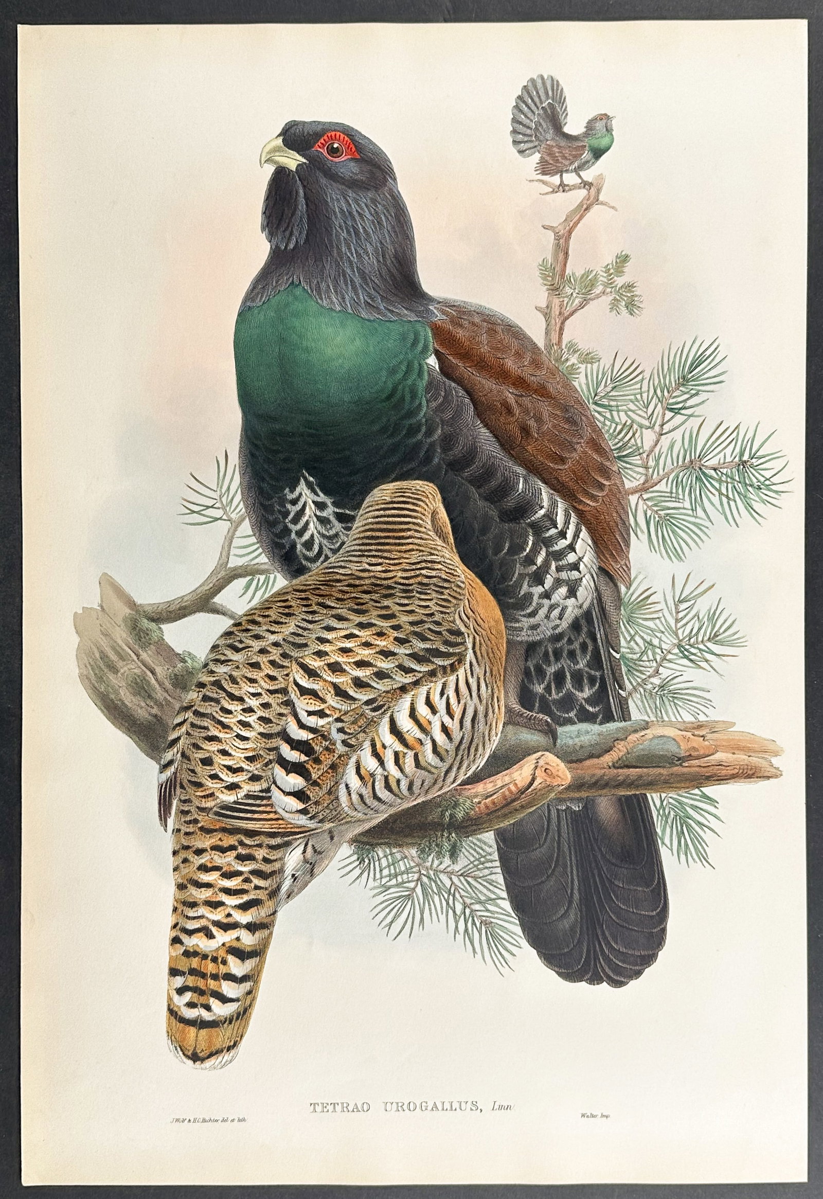 Gould, Great Britain - Capercailzie, or Cock of the Wood: This remarkable folio lithograph with hand-finished color is from the esteemed John Gould?s Birds of Great Britain. The work was published in London between 1862 and 1873. Birds of Great Britain allow