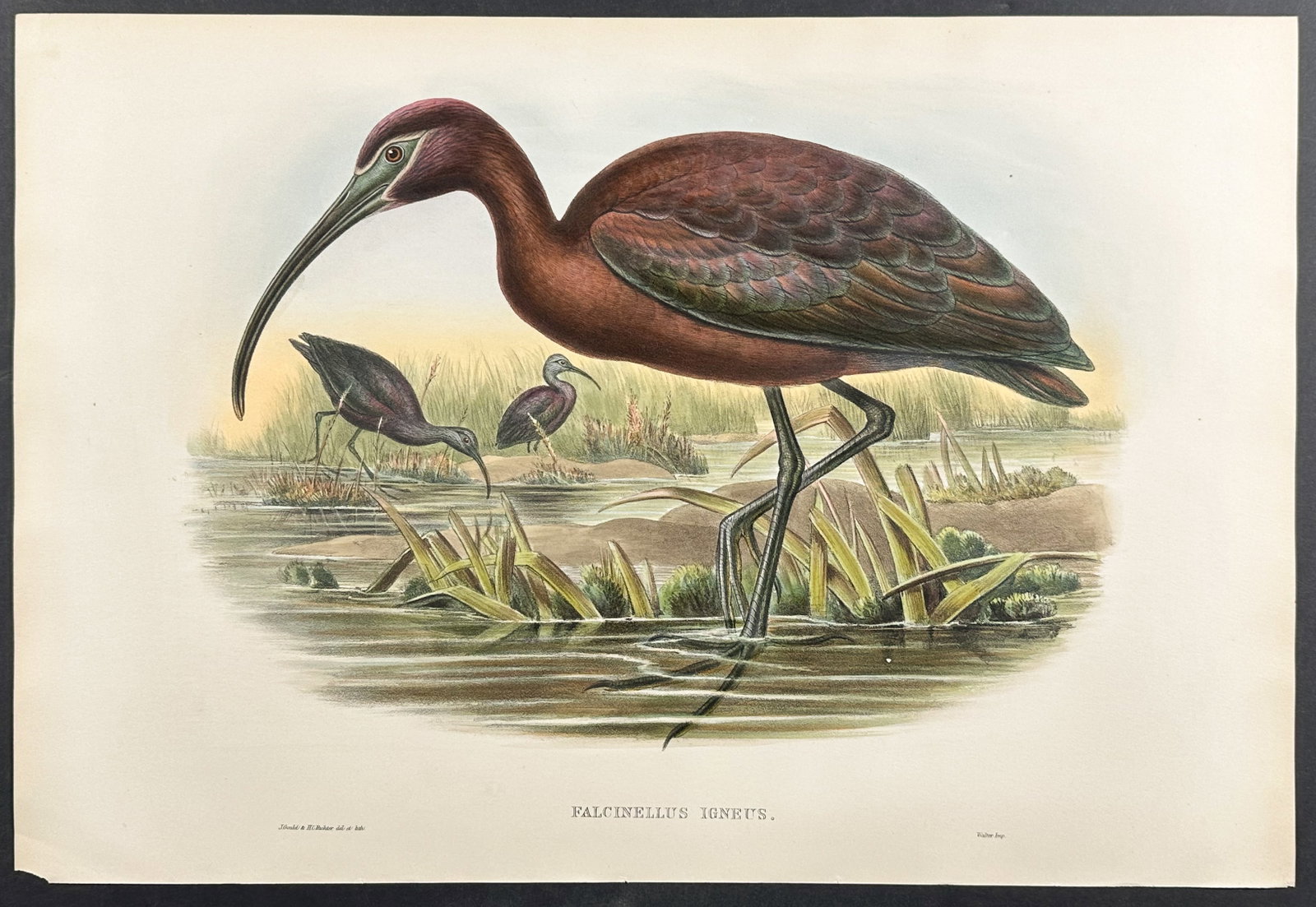 Gould, Great Britain - Glossy Ibis: This remarkable folio lithograph with hand-finished color is from the esteemed John Gould?s Birds of Great Britain. The work was published in London between 1862 and 1873. Birds of Great Britain allow