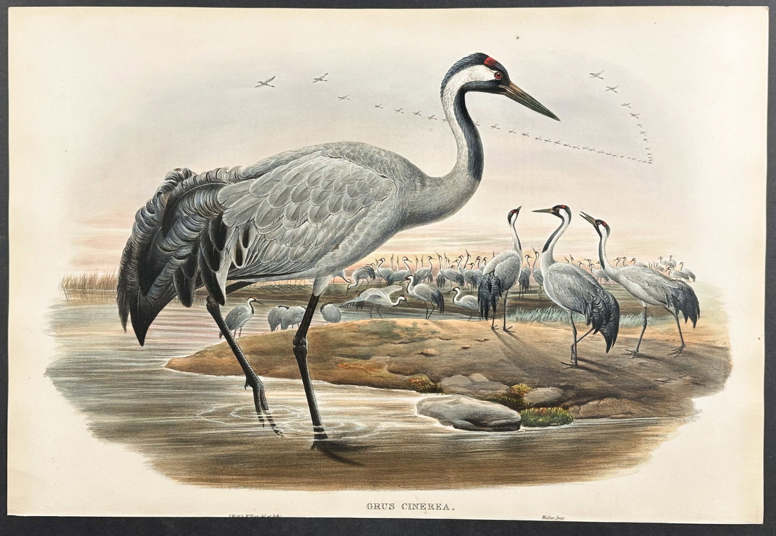 Gould, Great Britain - Common Crane: This remarkable folio lithograph with hand-finished color is from the esteemed John Gould?s Birds of Great Britain. The work was published in London between 1862 and 1873. Birds of Great Britain allow