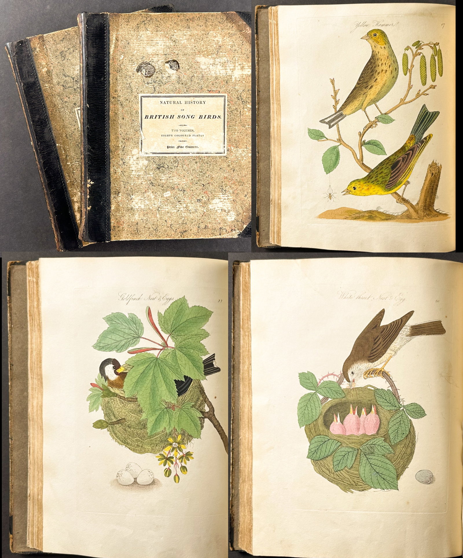 Bolton's Harmonia Ruralis or British Song Birds - Two Volumes with 80 Originally Hand-Colored: These two volumes with 80 originally hand-colored engravings is James Bolton?s Harmonia Ruralis; Or An Essay Towards a Natural History of British Song Birds. The work was published in London for W. T.