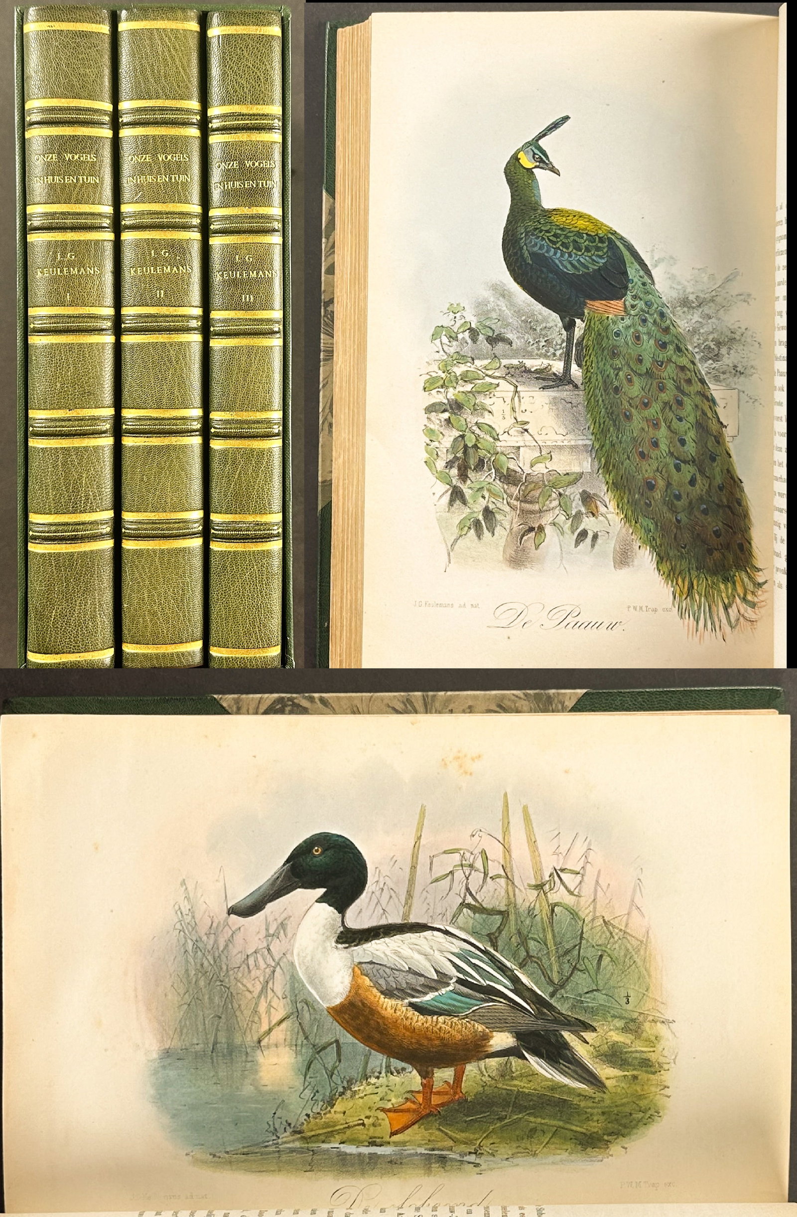 Keulemans' Onze Vogel - Three Volumes with 200 Originally Hand-colored Lithographs: This rare three volume work with 200 originally hand-colored lithographs is John Gerrard Keulemans' Onze Vogels in Huis en Tuin, or Eleven Birds in House and Garden. It was published in Leiden, Nether