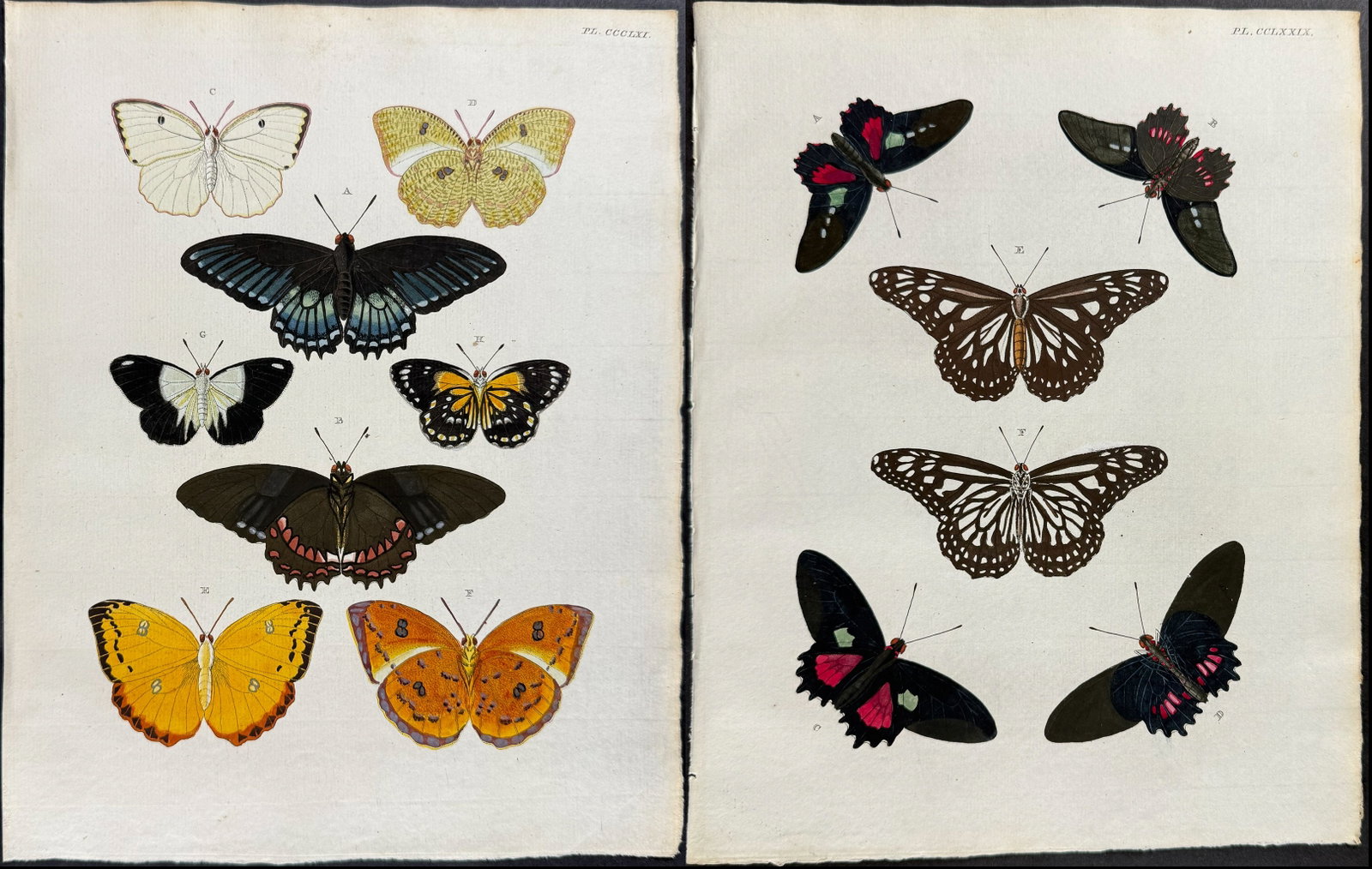 Cramer - 6 Butterfly or Moth Engravings: This detailed, hand-colored engraving is from Pieter Cramer and Caspar Stoll?s "De uitlandsche Kapellen voorkomende in de drie Waereld-Deelen... Papillons exotiques des trois parties du monde l?Asie, 