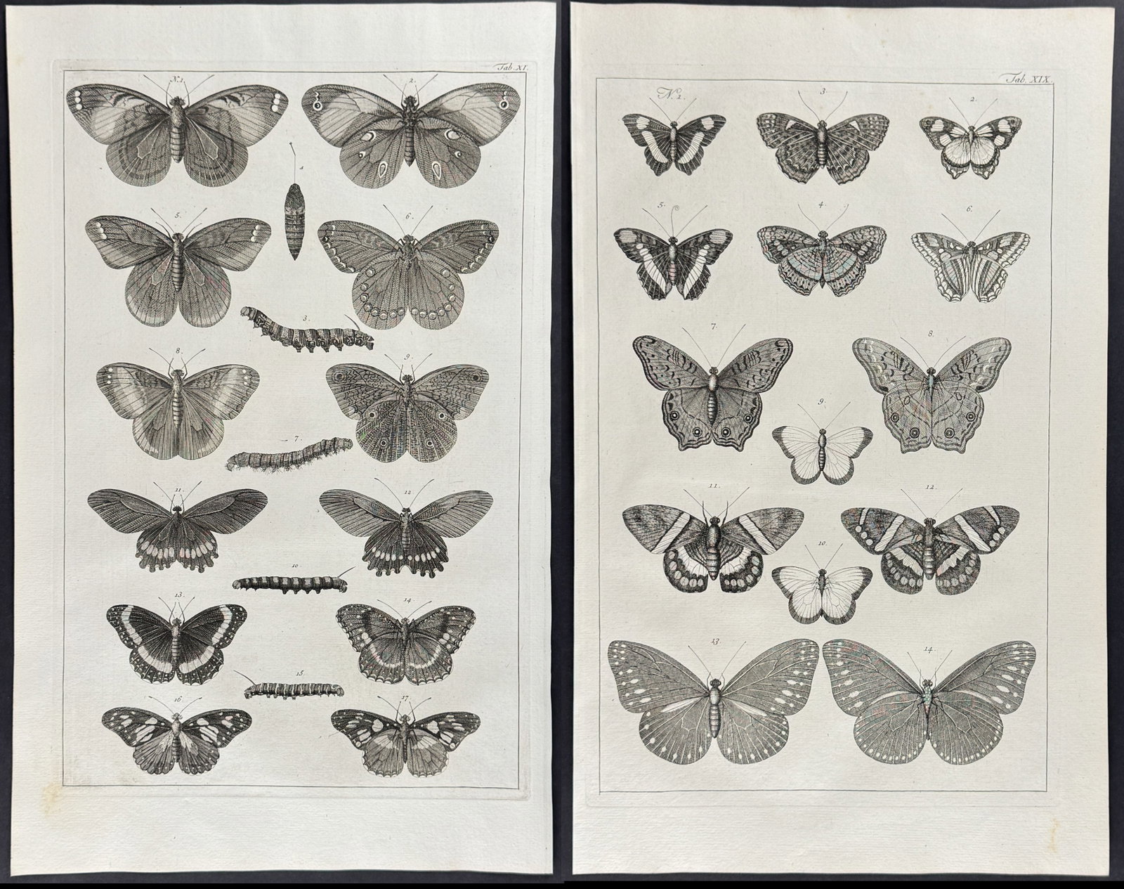 Seba - 5 Butterfly or Moth Engravings: This artistically composed, scientific folio engraving is from Albertus Seba?s "Locupletissimi rerum naturalium thesauri accurata descriptio, et iconibus artificiosissimis expressio, per universam phy