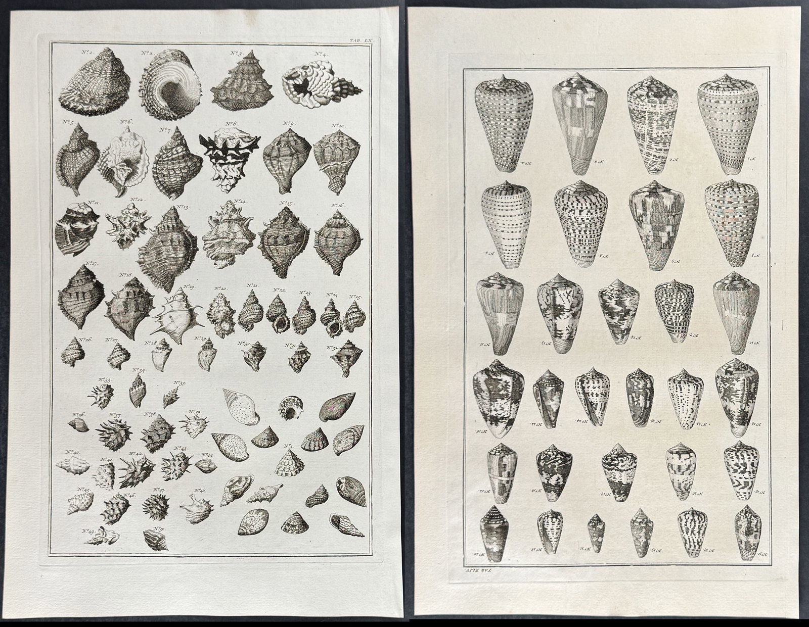 Seba - 6 Shell Engravings: This artistically composed, scientific folio engraving is from Albertus Seba?s "Locupletissimi rerum naturalium thesauri accurata descriptio, et iconibus artificiosissimis expressio, per universam phy