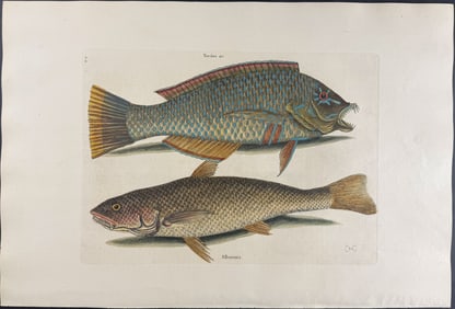 Catesby, Folio - Pudding-Wife & Carolina Whiting. 2-12