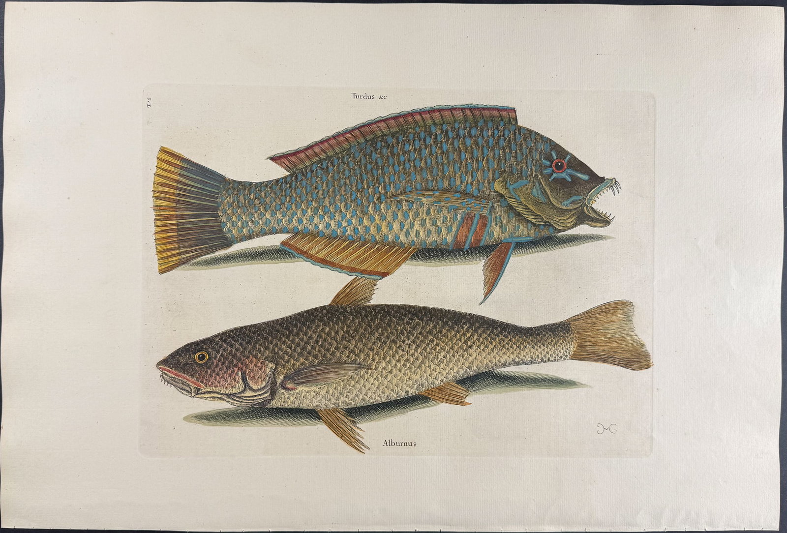 Catesby, Folio - Pudding-Wife & Carolina Whiting. 2-12: We are pleased to offer this folio engraving from Mark Catesby?s "The Natural History of Carolina, Florida and the Bahama Islands: Containing the Figures of Birds, Beasts, Fishes, Serpents, Insects, a