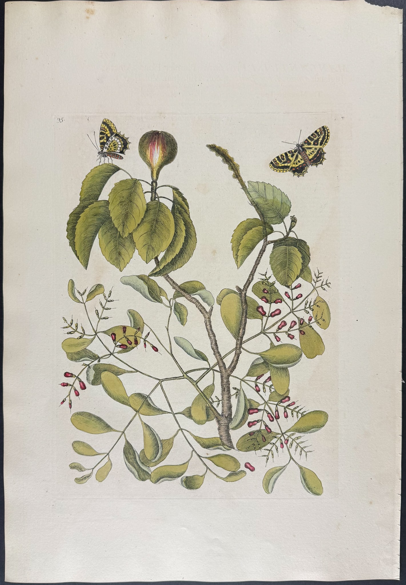 Catesby, Folio - Mancaneel Tree with two Butterflies. 2-95: We are pleased to offer this folio engraving from Mark Catesby?s "The Natural History of Carolina, Florida and the Bahama Islands: Containing the Figures of Birds, Beasts, Fishes, Serpents, Insects, a