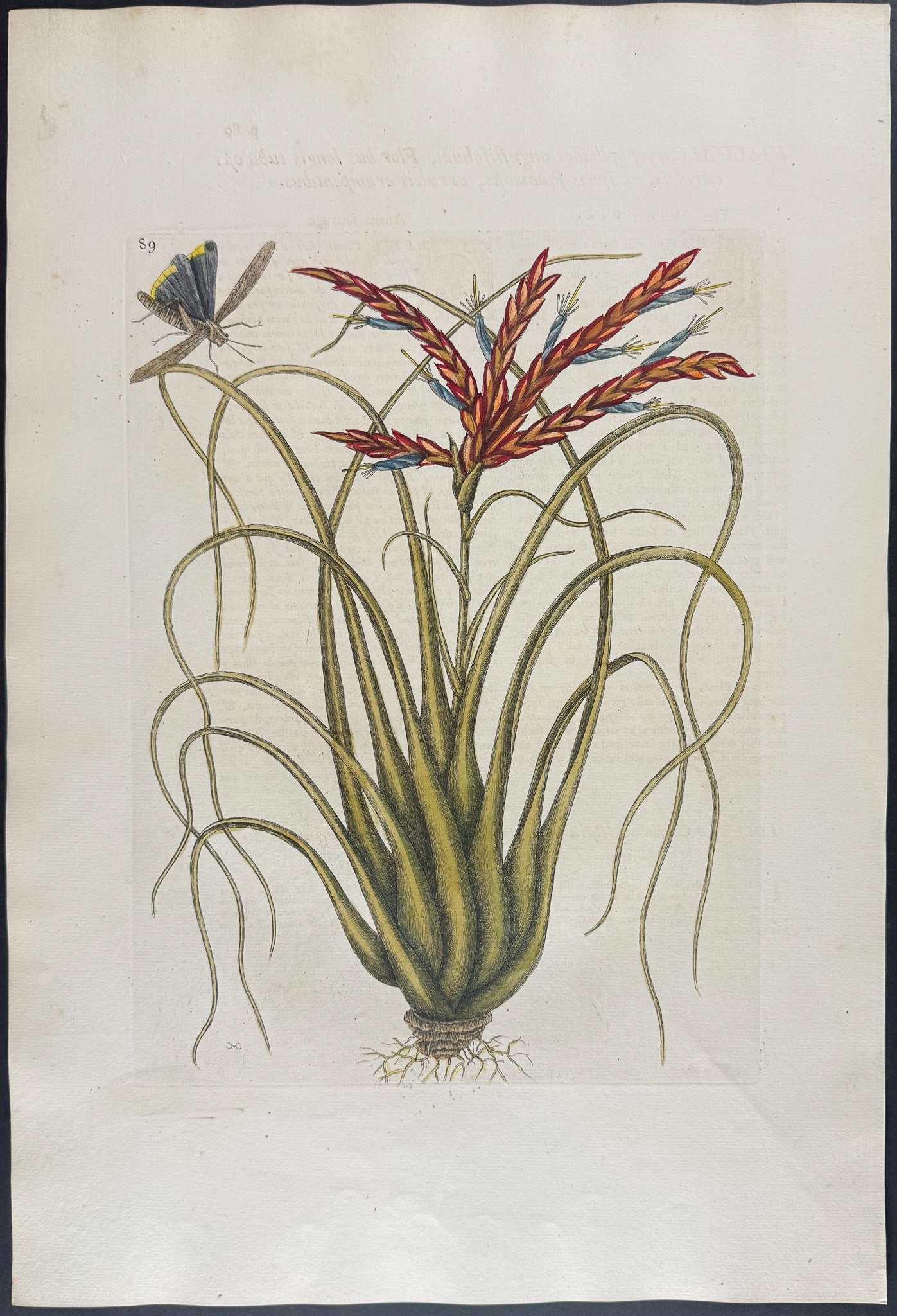 Catesby, Folio - Wild Pine with Locusta (Cricket). 2-89: We are pleased to offer this folio engraving from Mark Catesby?s "The Natural History of Carolina, Florida and the Bahama Islands: Containing the Figures of Birds, Beasts, Fishes, Serpents, Insects, a
