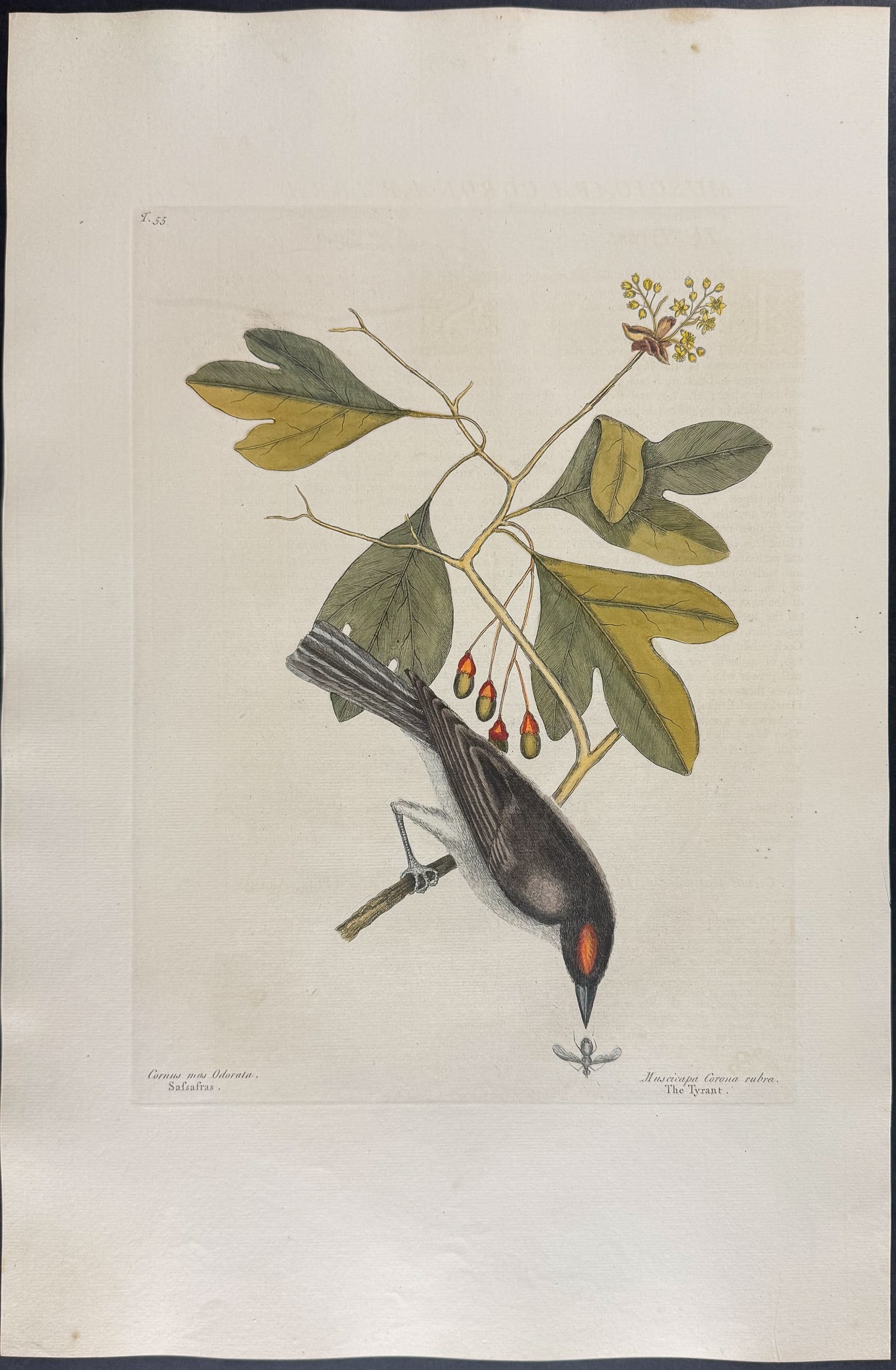 Catesby, Folio - Tyrant with Sassafras. 1-55: We are pleased to offer this folio engraving from Mark Catesby?s "The Natural History of Carolina, Florida and the Bahama Islands: Containing the Figures of Birds, Beasts, Fishes, Serpents, Insects, a