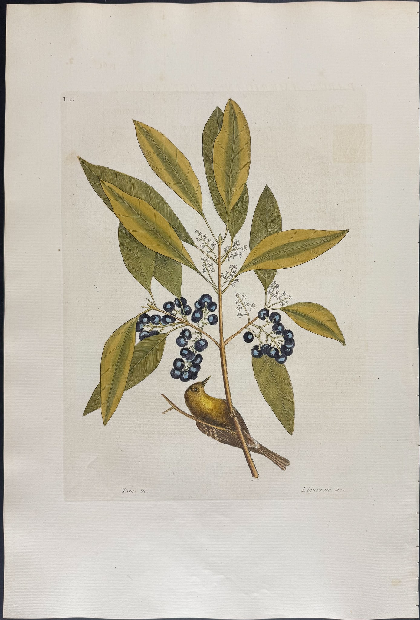 Catesby, Folio - Pine Creeper with Purple Berried Bay. 1-61: We are pleased to offer this folio engraving from Mark Catesby?s "The Natural History of Carolina, Florida and the Bahama Islands: Containing the Figures of Birds, Beasts, Fishes, Serpents, Insects, a