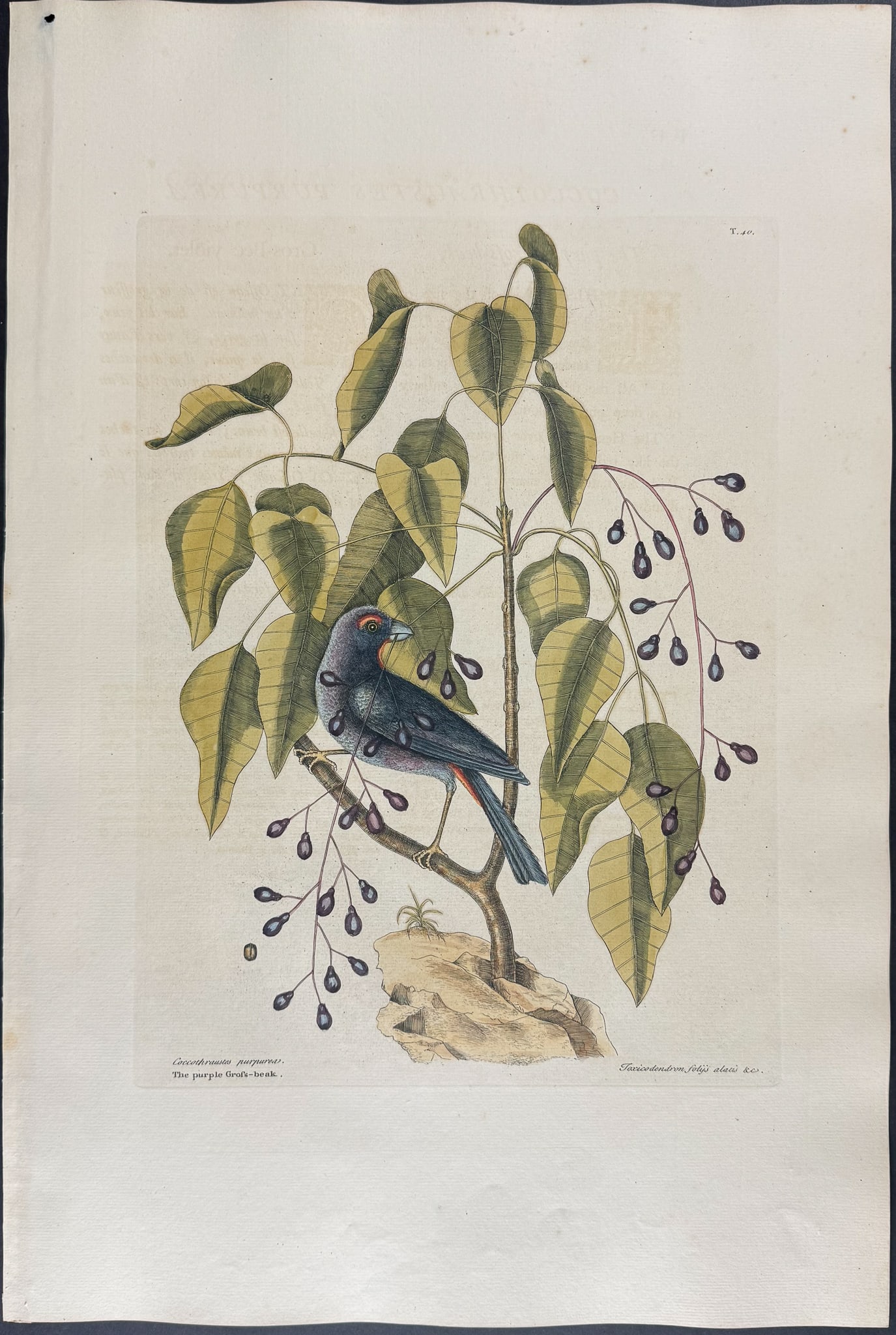 Catesby, Folio - Purple Grosbeak with Poison Wood. 1-40 (1 of 1)