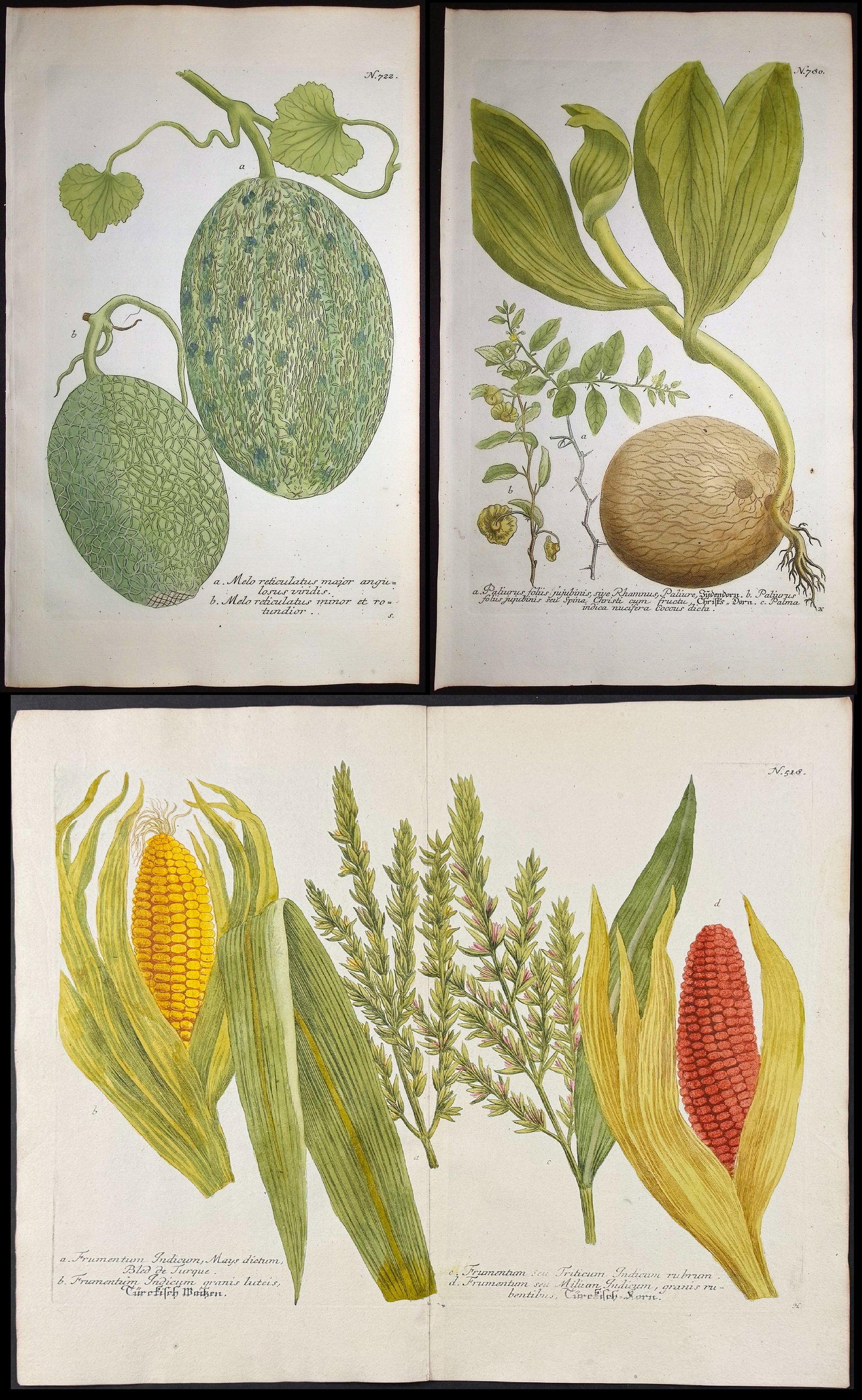 Weinmann - 8 Botanical Engravings: Melon, Banana, Coconut, Marigold, Corn, Pineapples, Radish,: This beautiful botanical mezzotint is from Johann Weinmann's "Duidelyke Vertoning, Eeniger Duizend in alle vier waerelds deelen wassende Bomen, Stammen, Kruiden, Bloemen, Vrugten, en Uitwassen, [Germa