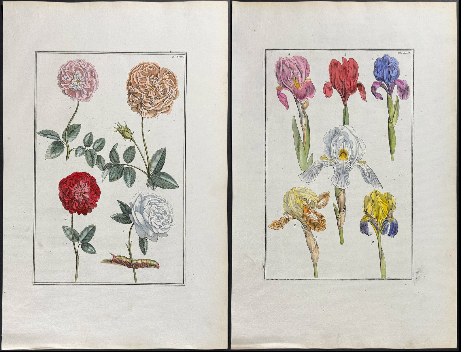 Rabel - 5 Botanical Engravings: Rose, Iris, Buttercup, Fritillary, Passion Flower: This exquisite botanical engraving is from Daniel Rabel's Theatrum Florae. It's considered the unacknowledged fourth edition of the work that was bound with Maria Sibylla Merian's work entitled Histoi