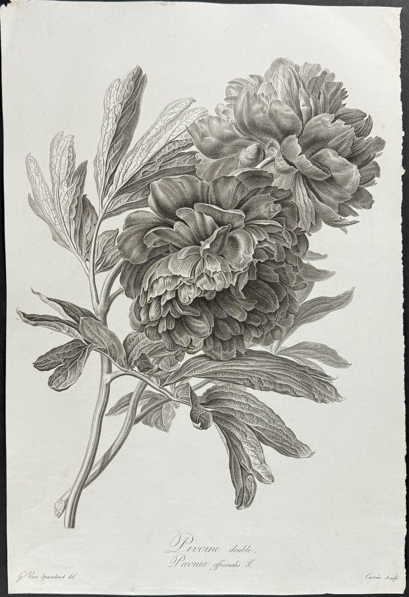 Spaendonck - Peony: This rich, folio botanical stipple engraving is from G?rard van Spaendonck's Fleurs dessin?es d'apr?s nature. The work was published in Paris circa 1800. The engravings were mostly completed by P. F. 