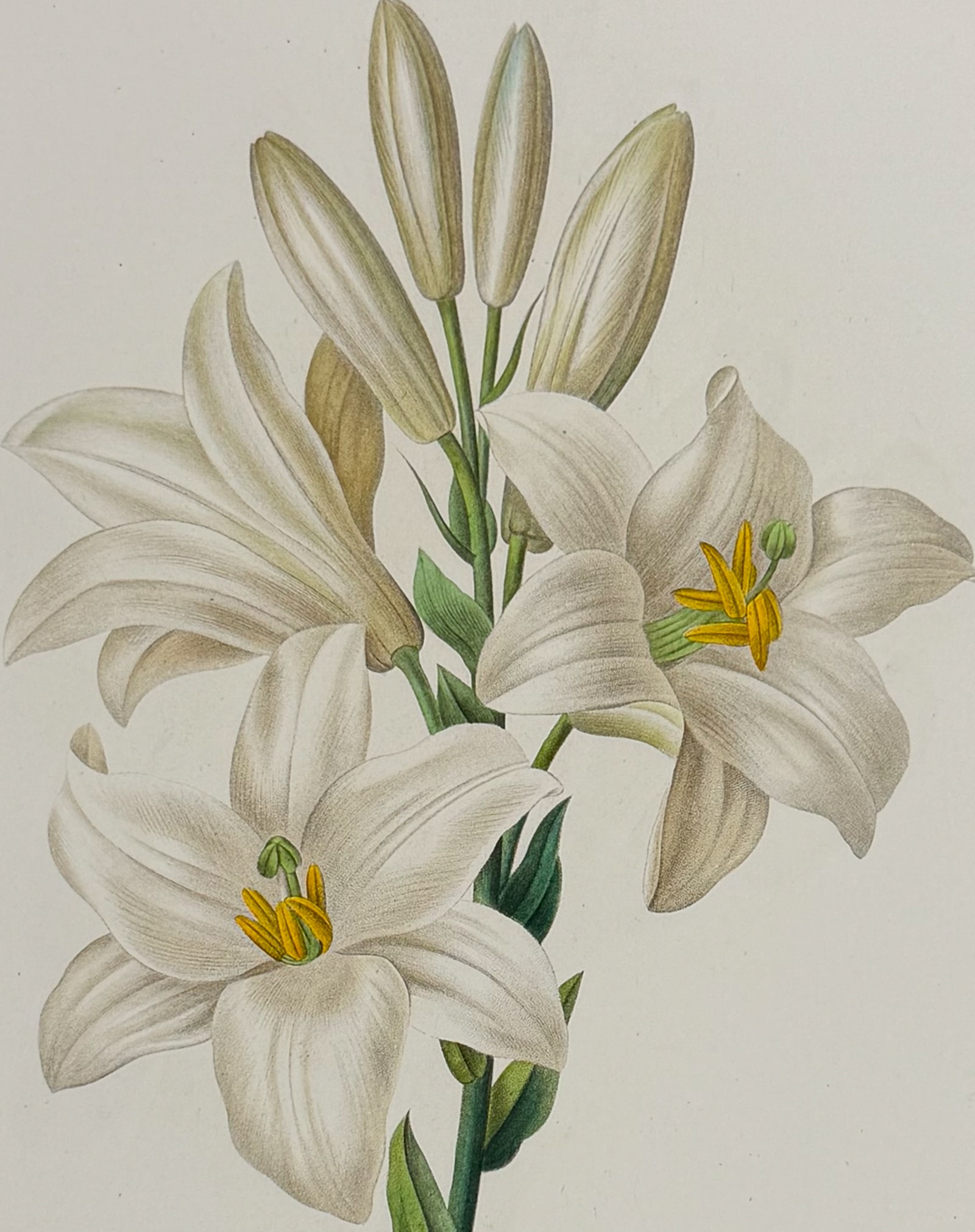 Redoute, Choix - Madonna Lily [Lilium candidum]: This striking originally hand-colored stipple engraving is from Pierre Joseph Redoute's Le Choix des Plus Belles Fleurs. This is from the second edition of the work with plate numbers added and was pu