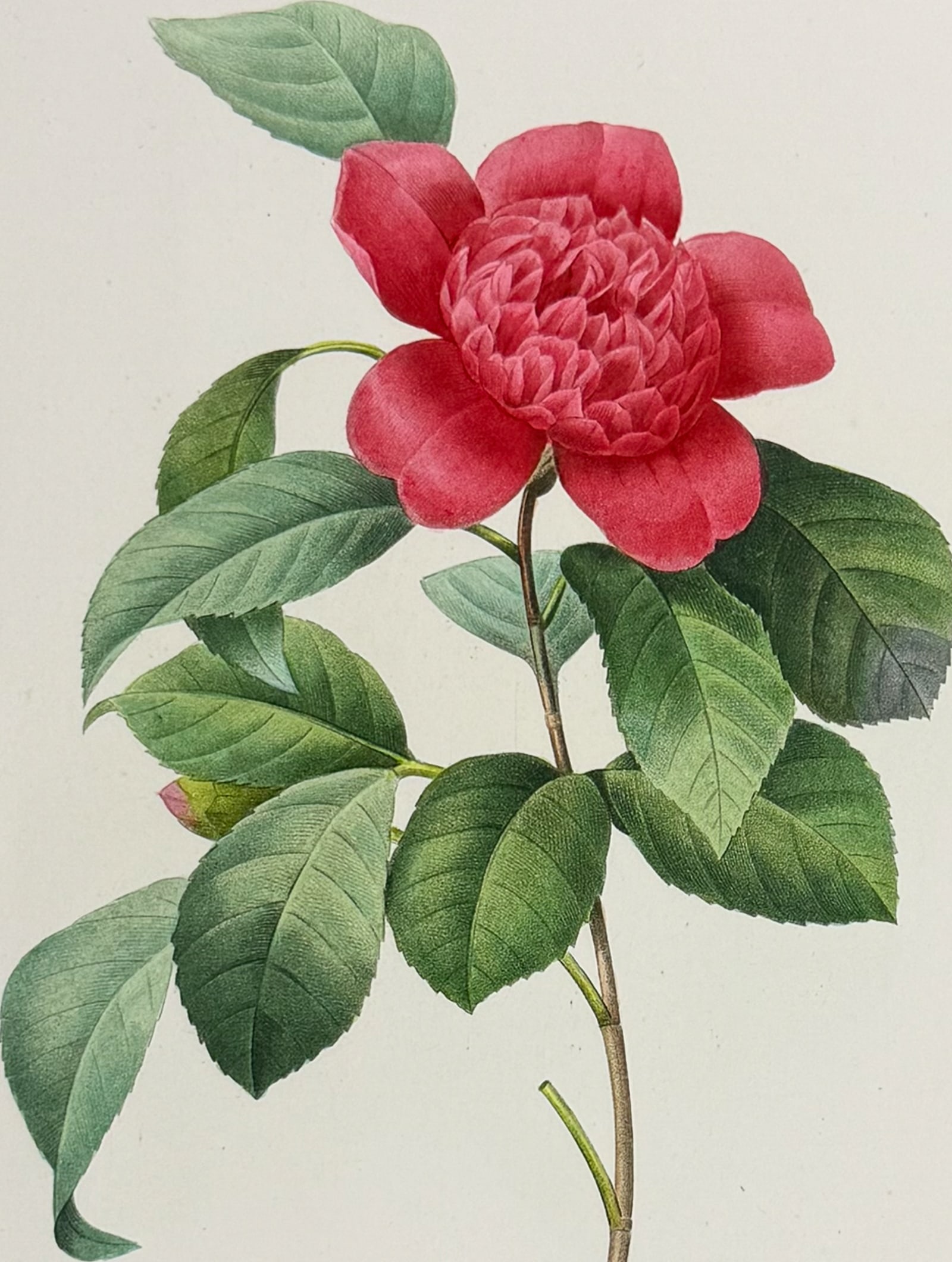 Redoute, Choix - Camellia [Camelia Anemonefolia]: This striking originally hand-colored stipple engraving is from Pierre Joseph Redoute's Le Choix des Plus Belles Fleurs. This is from the second edition of the work with plate numbers added and was pu