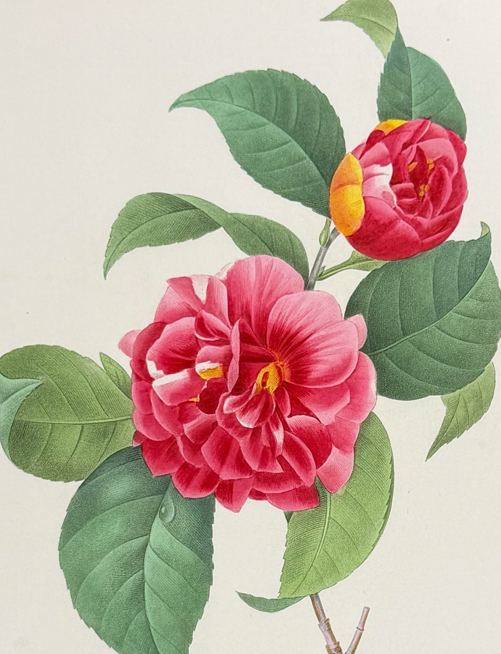 Redoute, Choix - Plumed Camelia [Camelia japonica]: This striking originally hand-colored stipple engraving is from Pierre Joseph Redoute's Le Choix des Plus Belles Fleurs. This is from the second edition of the work with plate numbers added and was pu