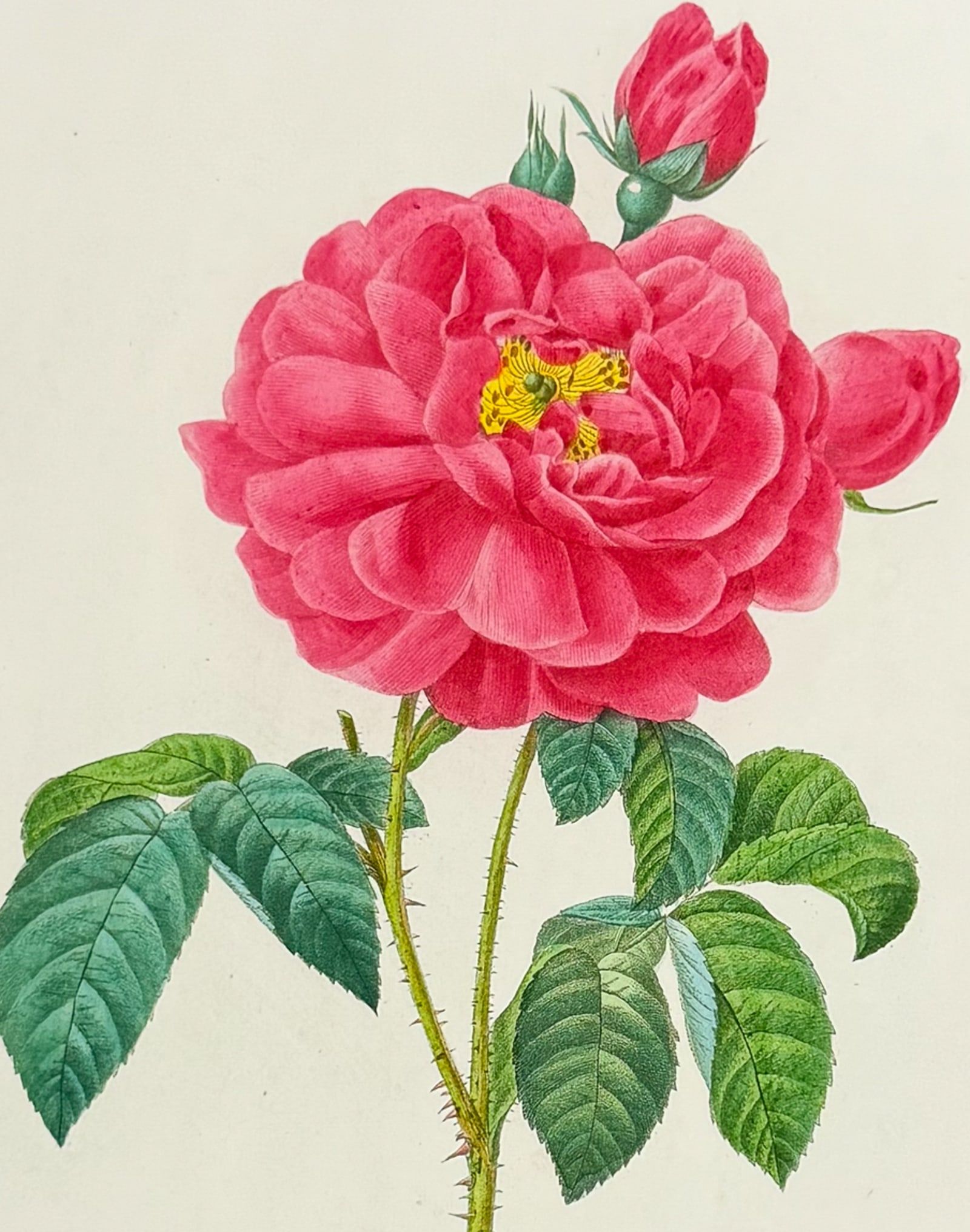 Redoute, Choix - Duchess of Orleans Rose [Rosa gallica aurelianensis]: This striking originally hand-colored stipple engraving is from Pierre Joseph Redoute's Le Choix des Plus Belles Fleurs. This is from the second edition of the work with plate numbers added and was pu