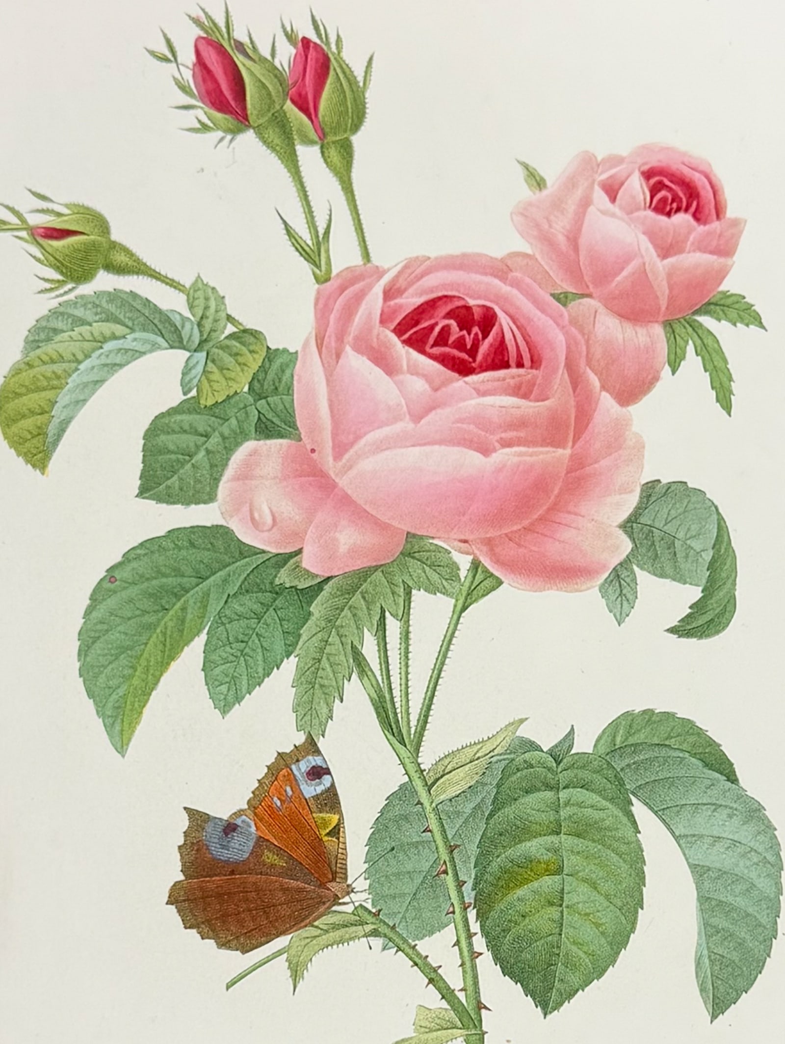 Redoute, Choix - Cabbage Rose [Rosa centifolia]: This striking originally hand-colored stipple engraving is from Pierre Joseph Redoute's Le Choix des Plus Belles Fleurs. This is from the second edition of the work with plate numbers added and was pu