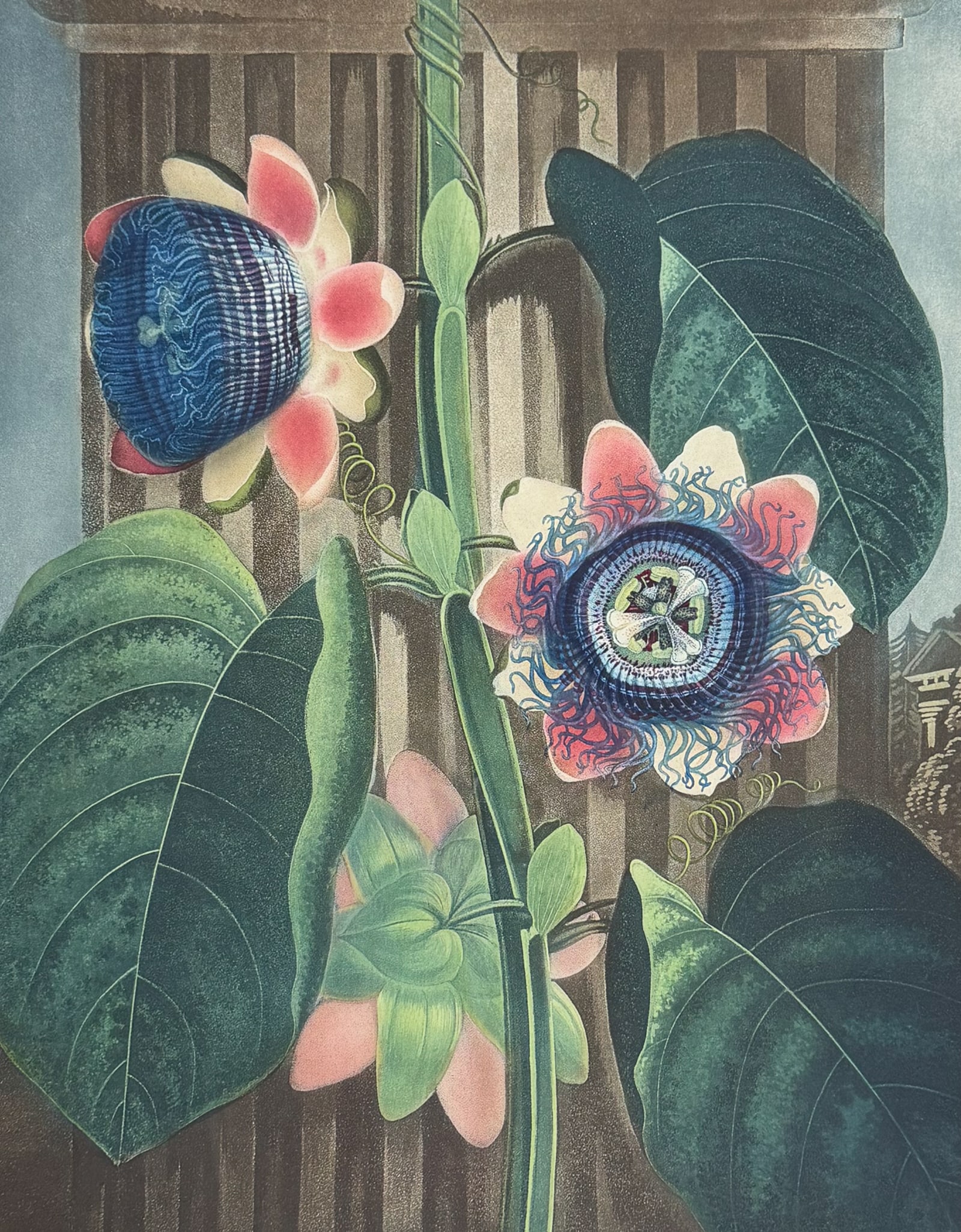 Thornton, Folio - The Quadrangular Passion-Flower: This dramatic large folio botanical engraving is from Dr. Robert John Thornton?s work New Illustration of the Sexual System of Carolus Von Linnaeus...and the Temple of Flora, or Garden of Nature. This