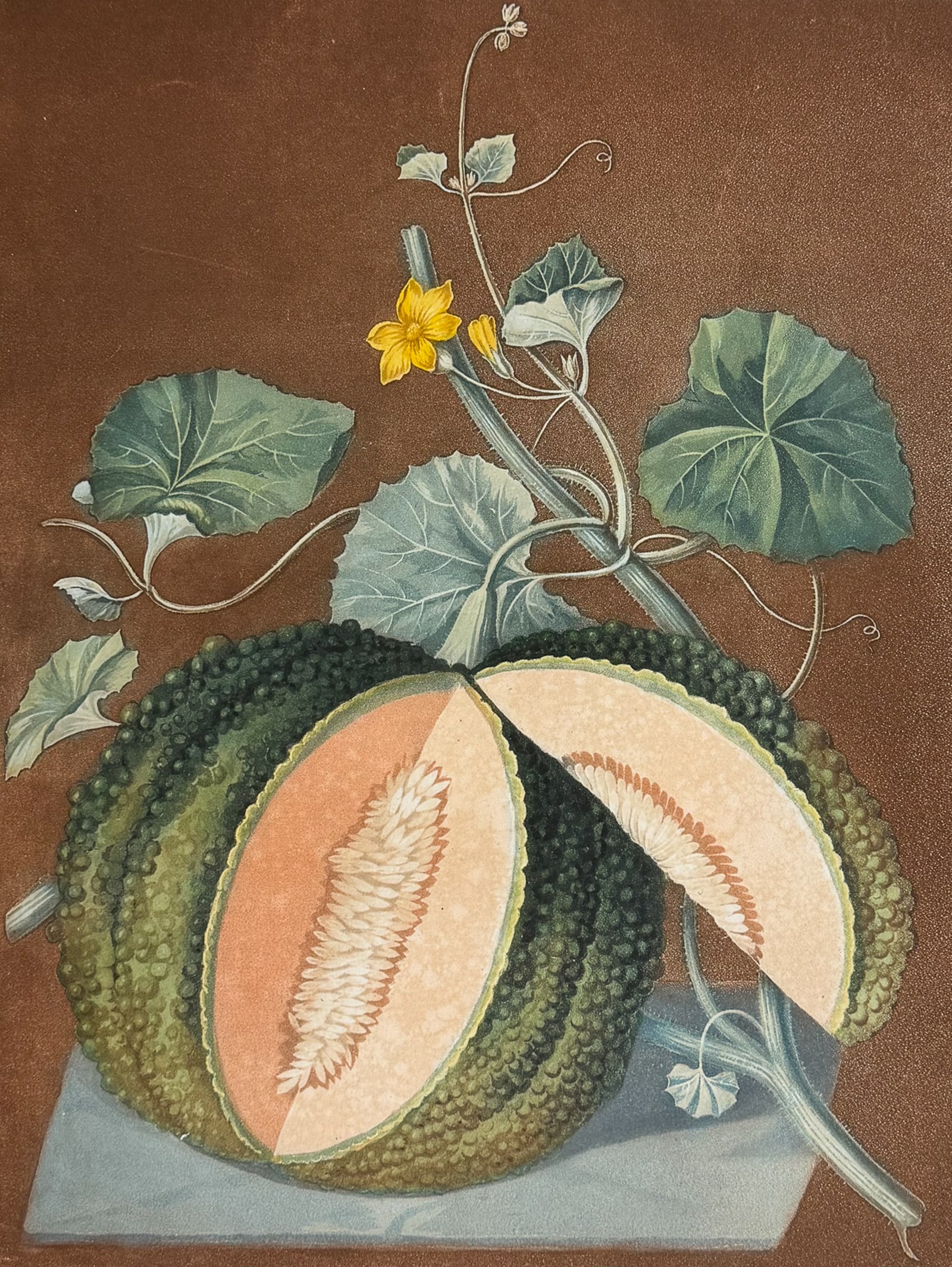 Brookshaw, Folio - White Seed'd Rock Melon: This remarkable, large folio fruit engraving is from George Brookshaw's Pomona Britannica, or a Collection of the Most Esteemed Fruits at present cultivated in the country; together with the Blossoms 