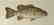 John Langley Howard, Scientific Illustration