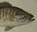 John Langley Howard, Scientific Illustration - 4