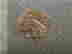 item-118055732=5