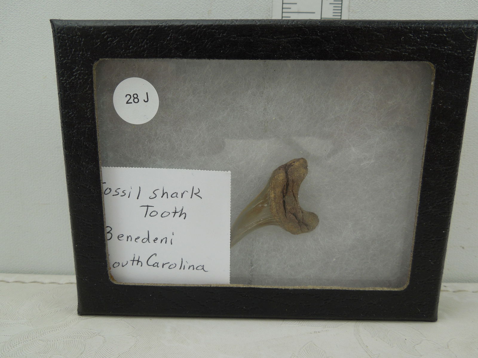 Fossil Shark Tooth Benedeni South Carolina: Fossil Shark Tooth Benedeni South Carolina