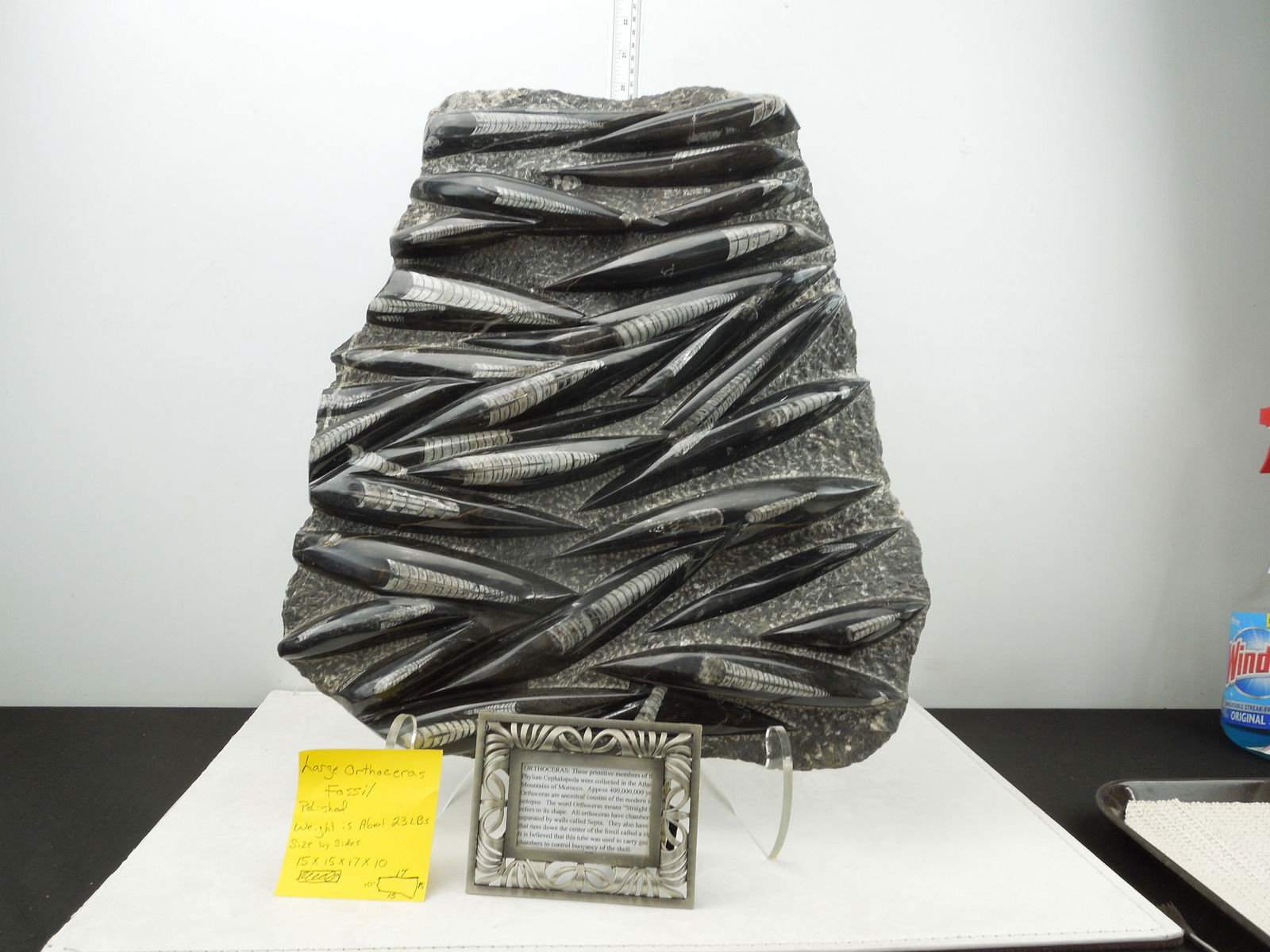 Large Orthoceras Fossil Polished weight is about 23 Lbs. Size by sides 15" x 15" x 17" x 10 " (1 of 7)