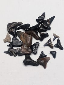 Lot of 25 Authentic Fossilized Shark Teeth!!