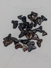 Lot of 25 Authentic Fossilized Shark Teeth!!