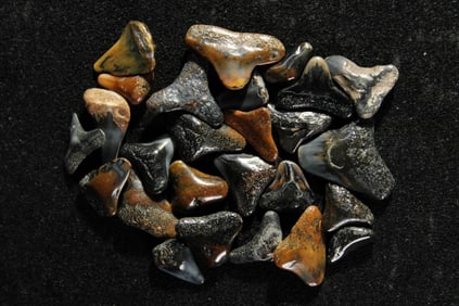Lot of 25 Authentic Fossilized Shark Teeth!!