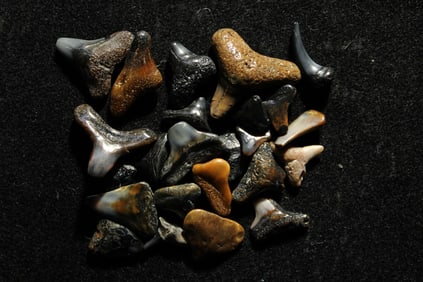 Lot of 25 Authentic Fossilized Shark Teeth!!