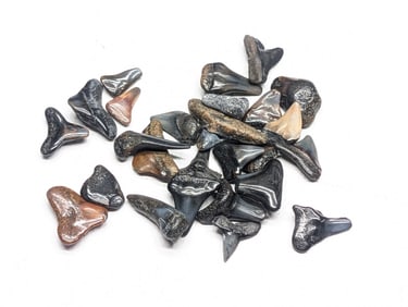 Lot of 25 Authentic Fossilized Shark Teeth!!