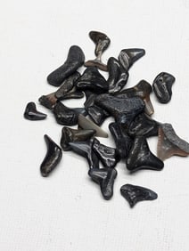 Lot of 25 Authentic Fossilized Shark Teeth!!