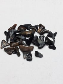 Lot of 25 Authentic Fossilized Shark Teeth!!