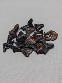Lot of 25 Authentic Fossilized Shark Teeth!!