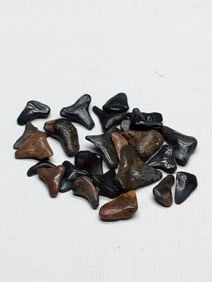 Lot of 25 Authentic Fossilized Shark Teeth!!