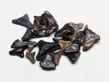 Lot of 25 Authentic Fossilized Shark Teeth!!