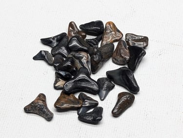 Lot of 25 Authentic Fossilized Shark Teeth!!